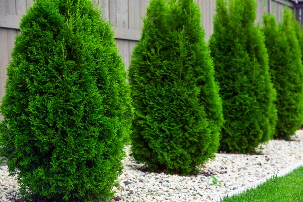 Arborvitae Planting in Arvada
