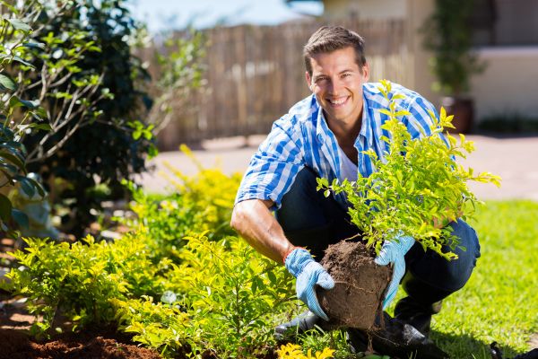 Bush Planting Service in Arvada