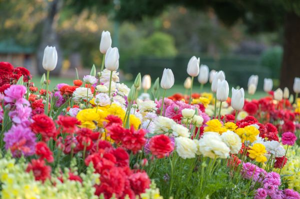 Gardening Service in Arvada