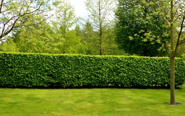 Hedge Planting in Arvada