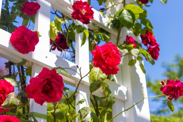 Home Gardening Service in Arvada