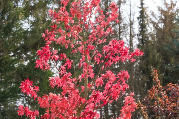 Japanese Maple Planting in Arvada