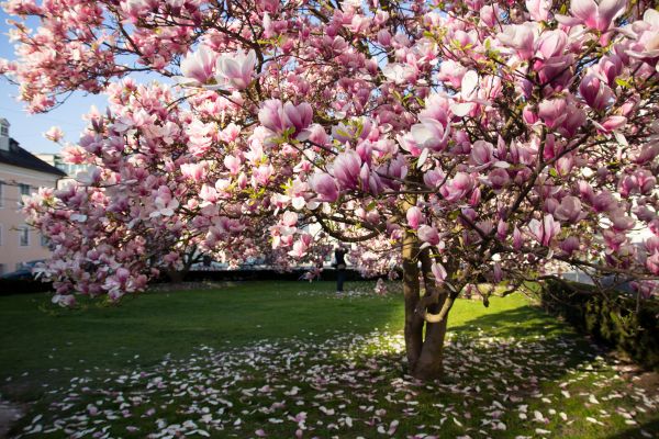 Magnolia Tree Planting in Arvada