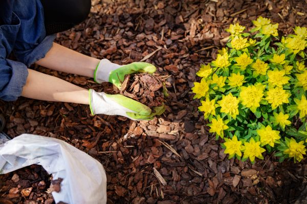 Pine Bark Delivery in Arvada