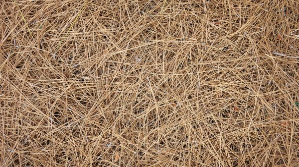 Pine Needles Delivery in Arvada