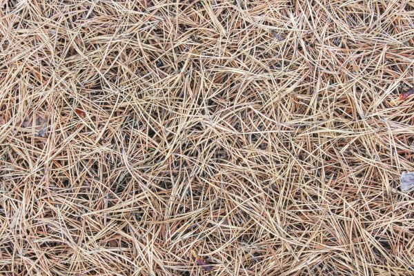 Pine Straw Installation in Arvada