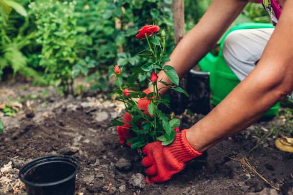 Planting Service in Arvada