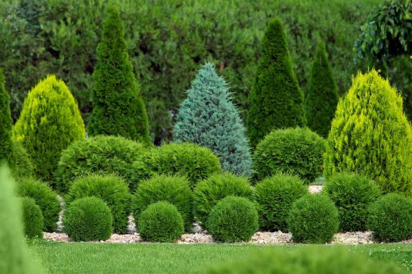 Shrub Replacement in Arvada