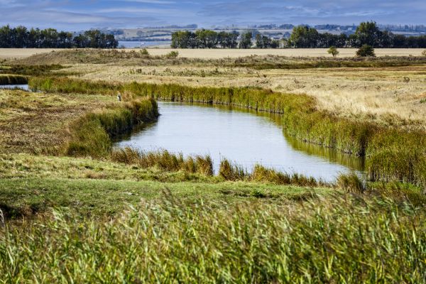 Swale Landscaping in Arvada