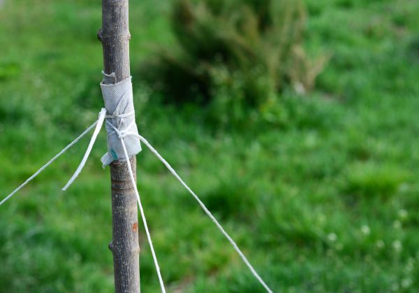 Tree Staking Service in Arvada