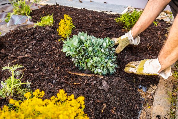 Weeding And Mulching in Arvada