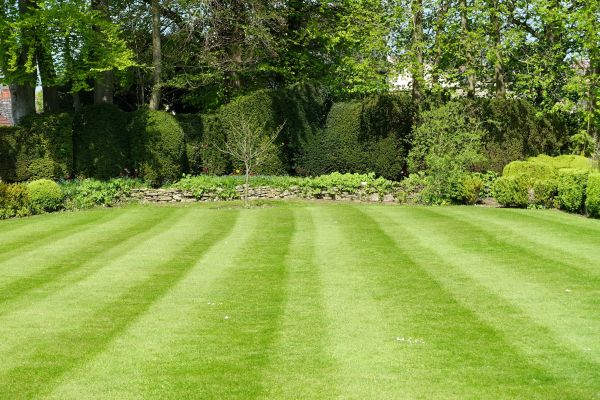 Lawn Renovation in Arvada