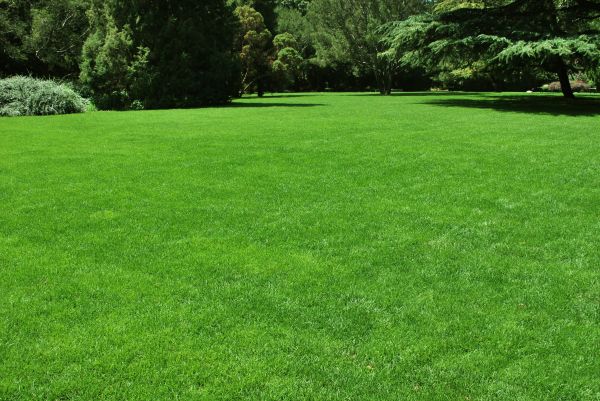 Lawn Landscaping in Arvada