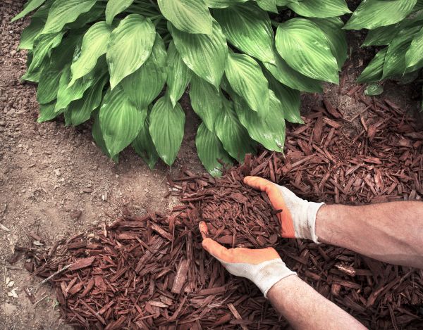 Shredded Mulch Service in Arvada
