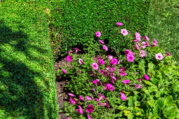 Softscaping Service in Arvada