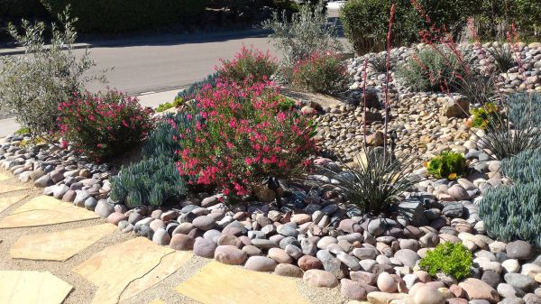 Xeriscape Landscaping in Arvada