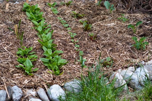 Mulch Service in Arvada