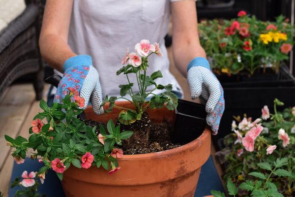 Plant Care Service in Arvada