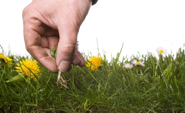 Lawn Weeding in Arvada