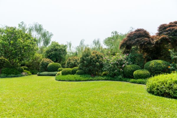 Tree Landscaping in Arvada
