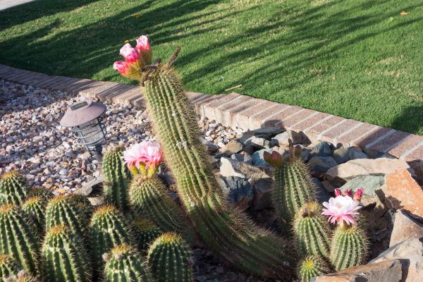 Desert Landscaping in Arvada