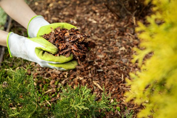 Garden Mulch Delivery in Arvada