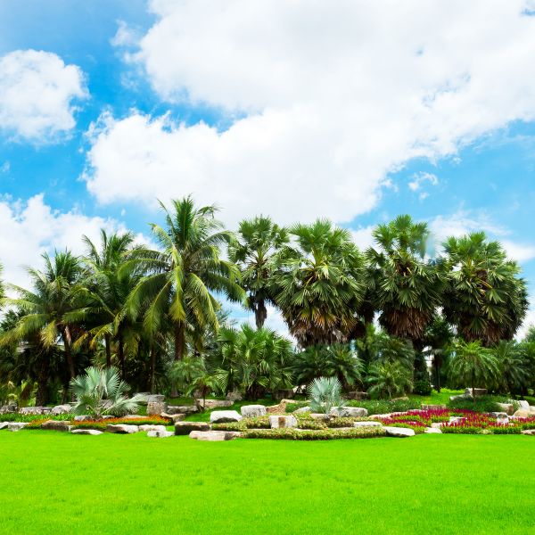 Tropical Landscaping in Arvada