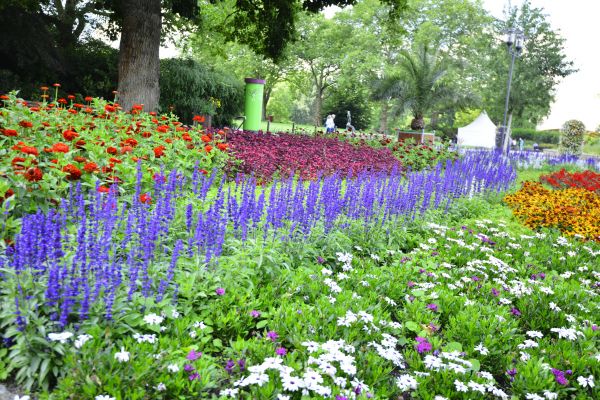 Perennials Planting in Arvada