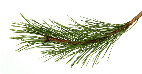 Pine Needles Installation in Arvada