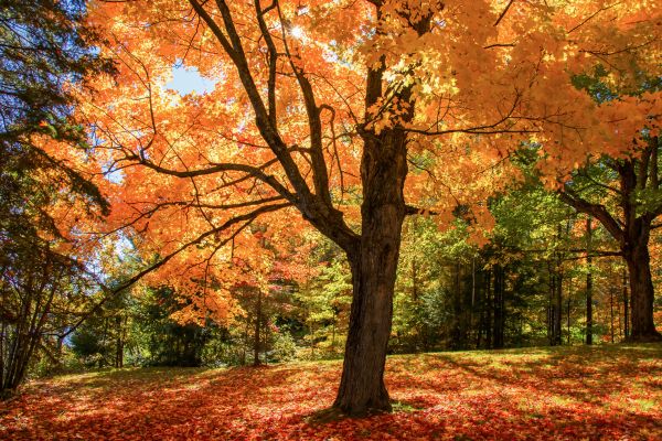 Maple Tree Planting in Arvada