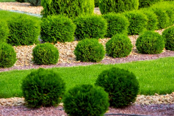 Bush Installation in Arvada