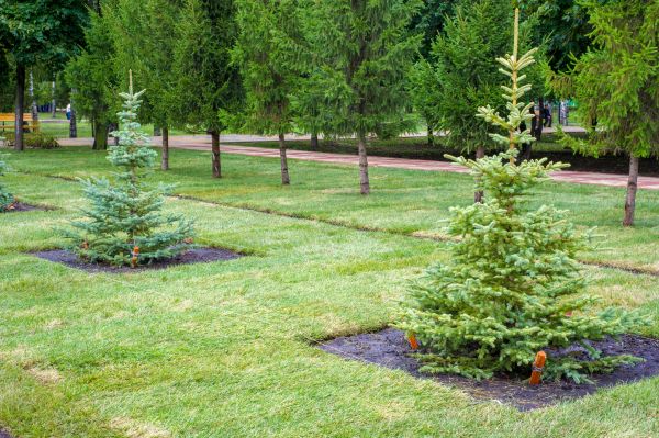 Privacy Trees Planting in Arvada