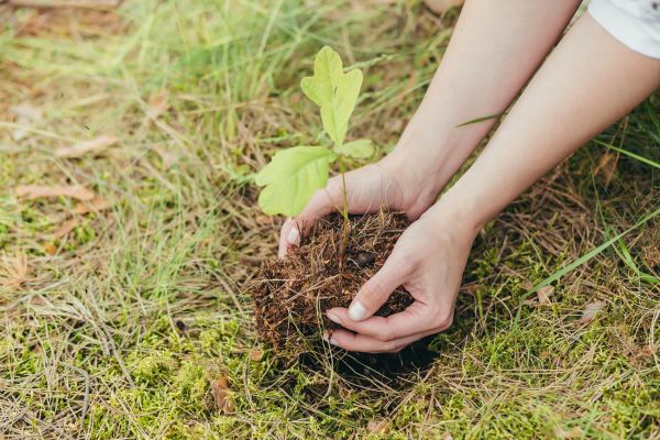 Oak Tree Planting in Arvada