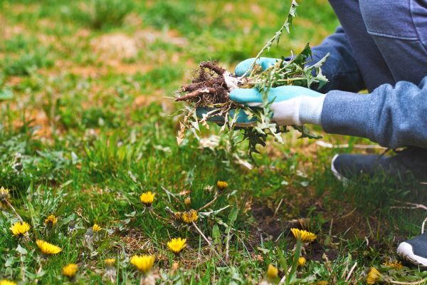Flower Bed Clearing in Arvada