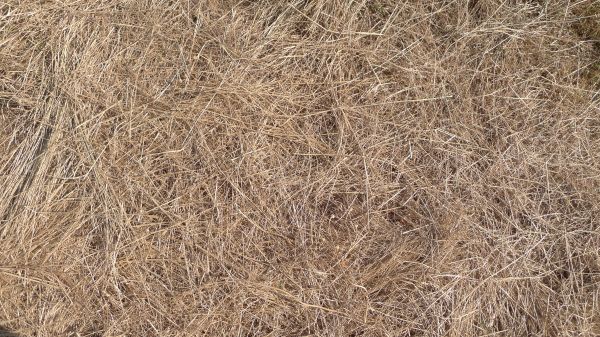 Pine Straw Replacement in Arvada