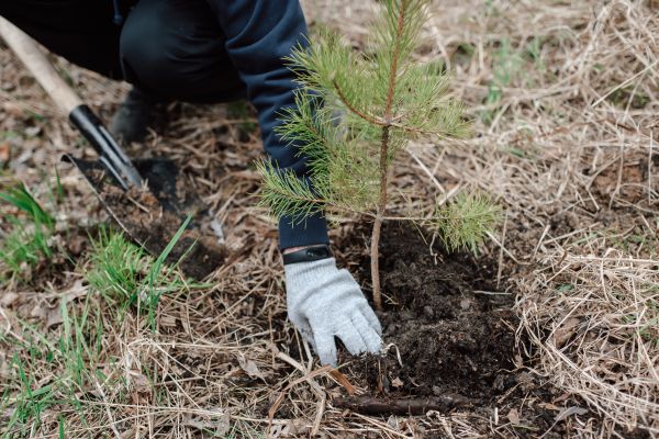 Pine Tree Planting in Arvada
