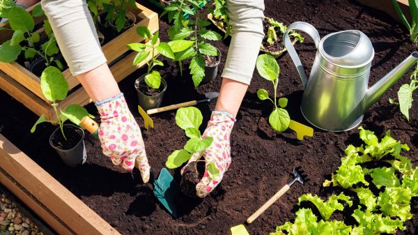 Garden Bed Installation in Arvada