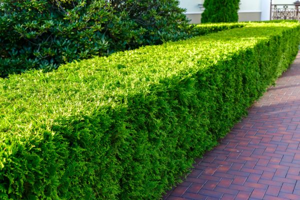 Hedge Installation in Arvada
