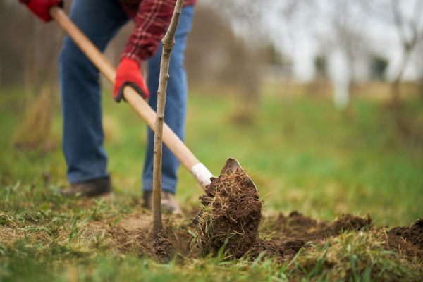 Trees Planting in Arvada