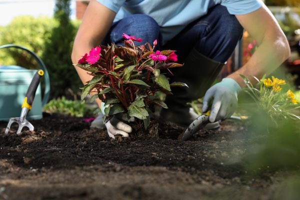Plant Replacement in Arvada