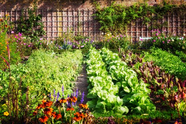 Garden Planting Service in Arvada