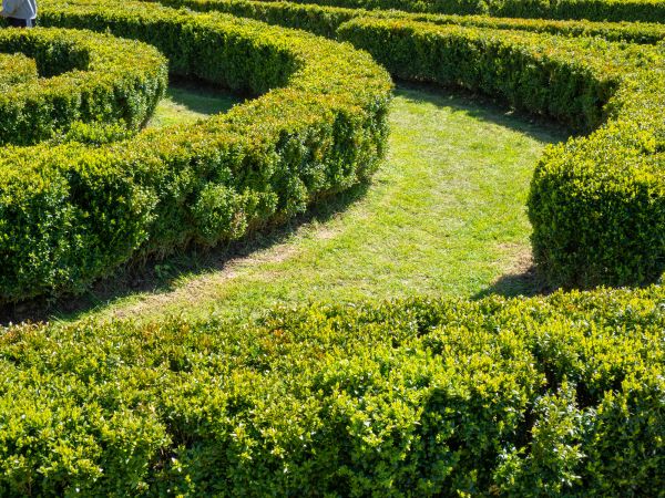 Bush Landscaping in Arvada