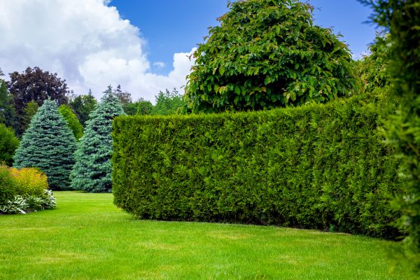 Hedge Landscaping in Arvada