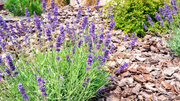 Pine Bark Landscaping in Arvada