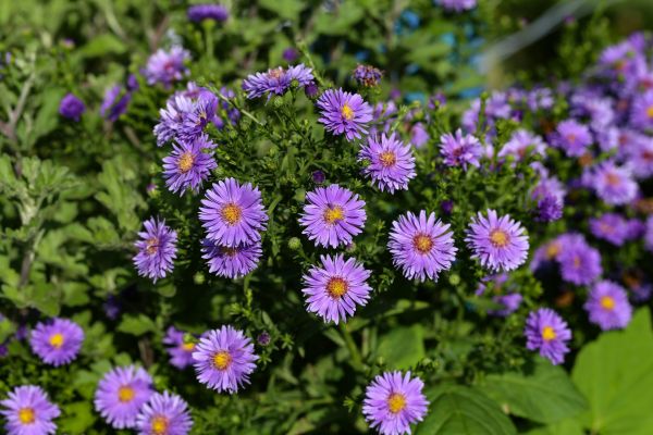 Perennial Flower Planting in Arvada