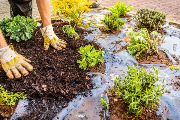 Mulch Fabric Installation in Arvada