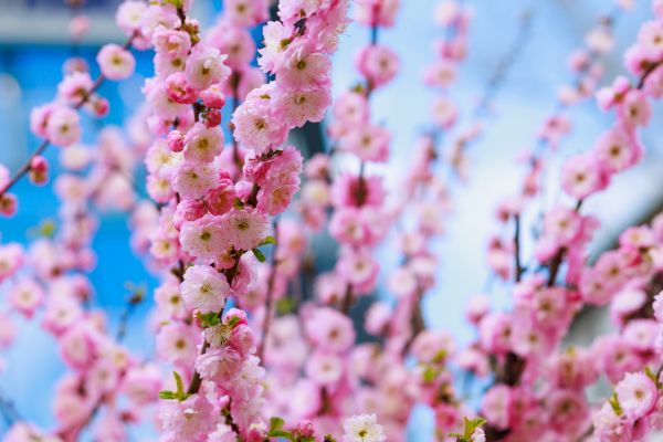 Japanese Cherry Tree Planting in Arvada