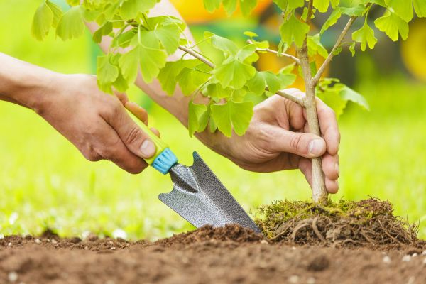 Fruit Tree Planting in Arvada