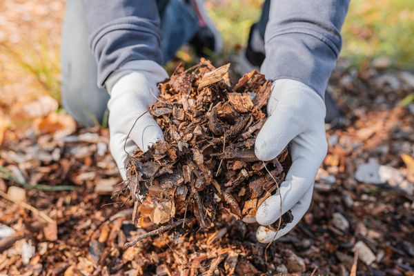 Shredded Mulch Installation in Arvada