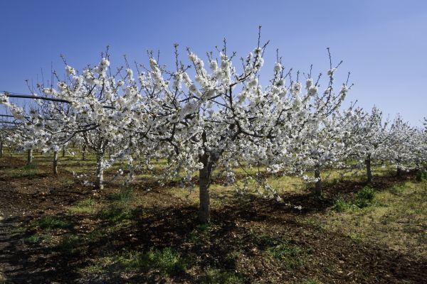 Orchard Planting in Arvada